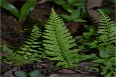 Athyrium hohenackerianum